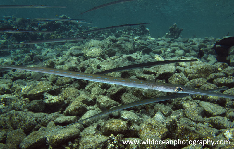 RS029: Cornetfish - Red Sea / Sinai Peninsula