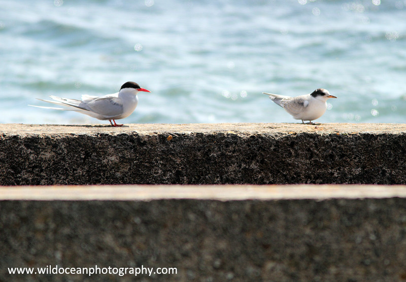  - Terns