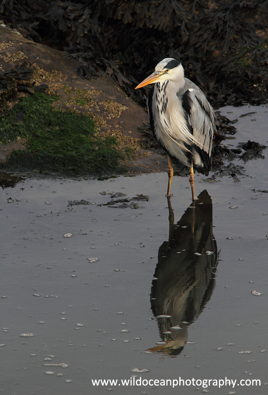 SBH006: Reflections - Herons