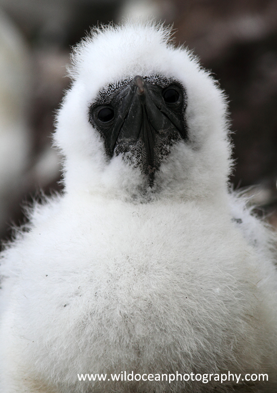 SBG060: Chick portrait - Gannets