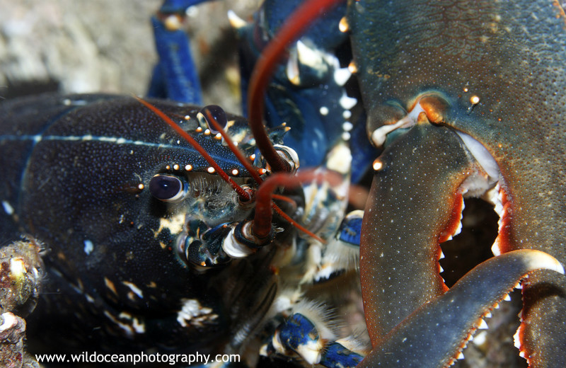 UML022: Lobster - Marine Life