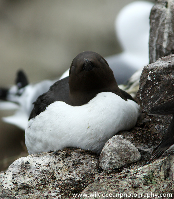 SBA011: Nesting Guillemot - Auks