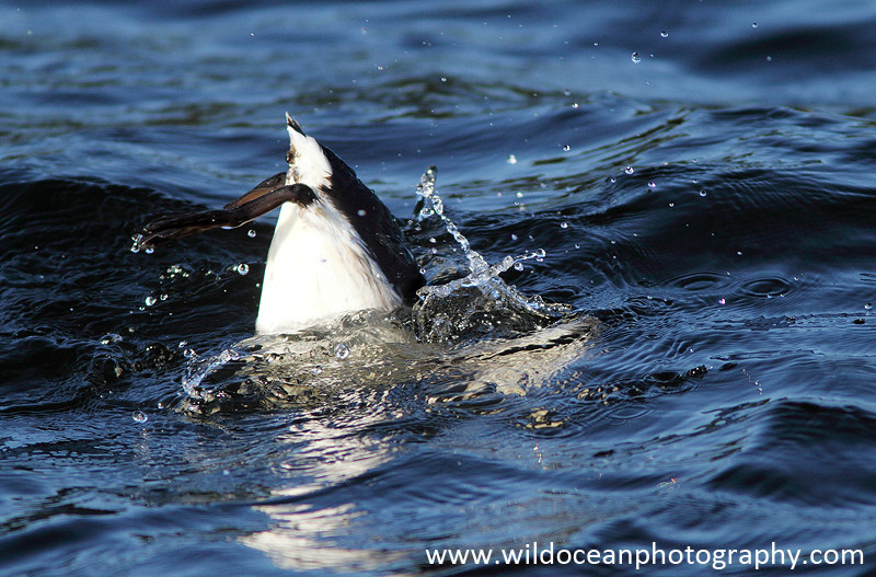 SBA006: Bottom's Up! - Auks