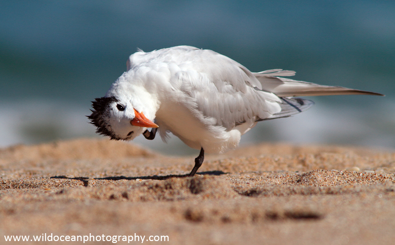 FLB034: Royal Tern - Birds