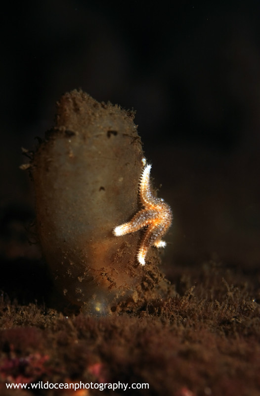 UML031: Baby starfish - Marine Life