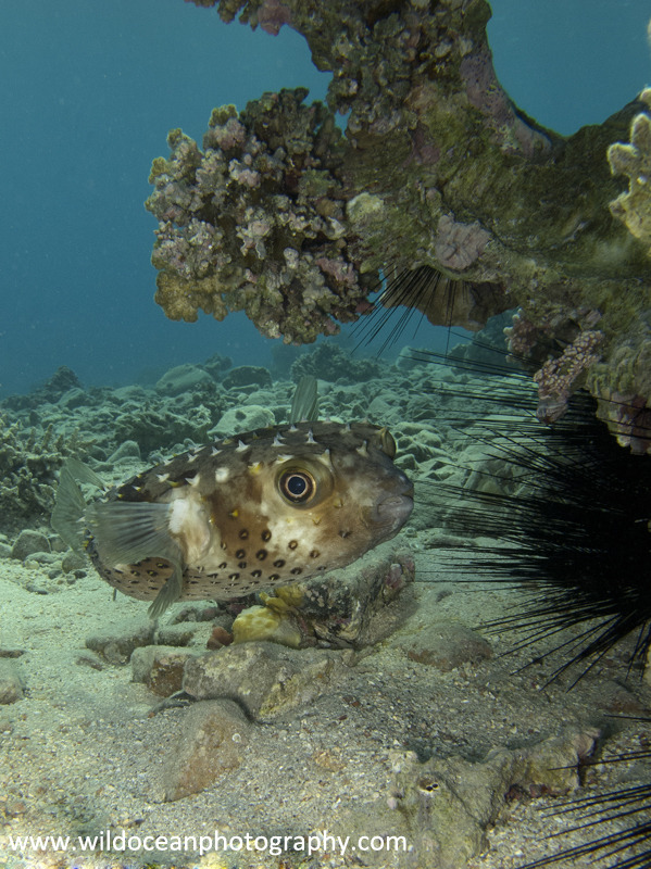 RS021: Porcupinefish - Red Sea / Sinai Peninsula