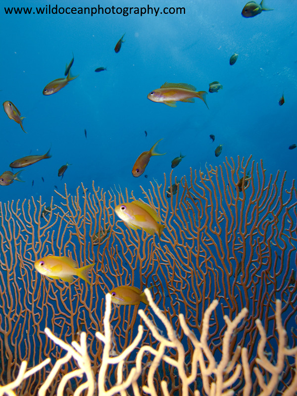 RS001: Anthias in Seafan - Red Sea / Sinai Peninsula
