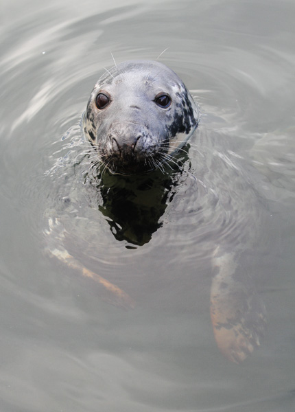 MMP006: Grey Seal - Seals