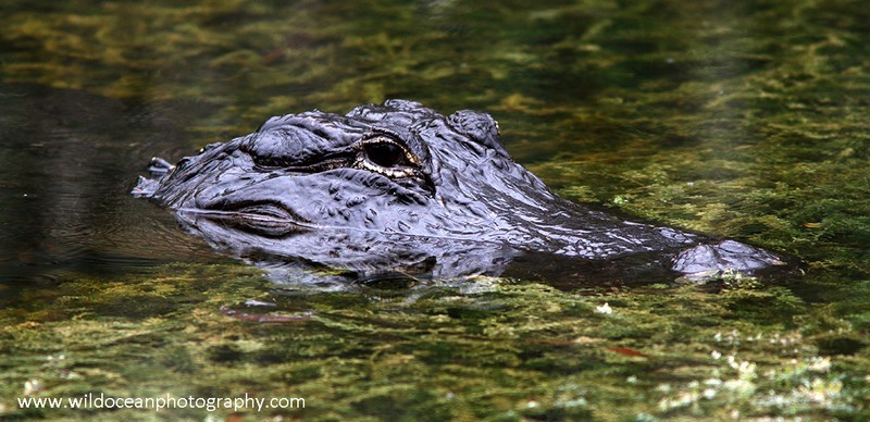 FLR002: American alligator - Reptiles