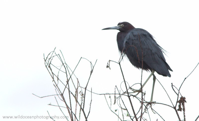 FLB003: Little blue heron - Birds