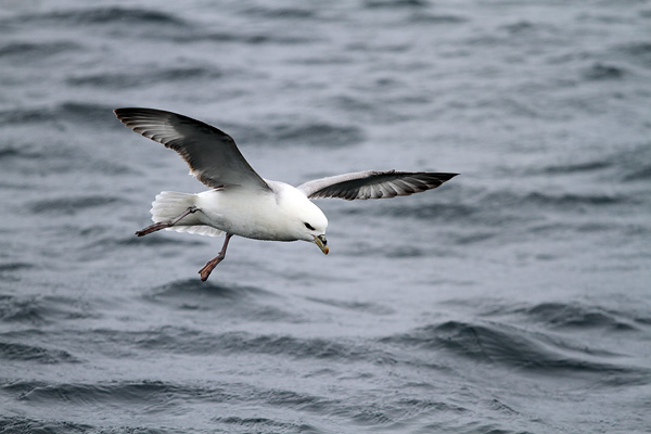 SBF008: Landing - Fulmars