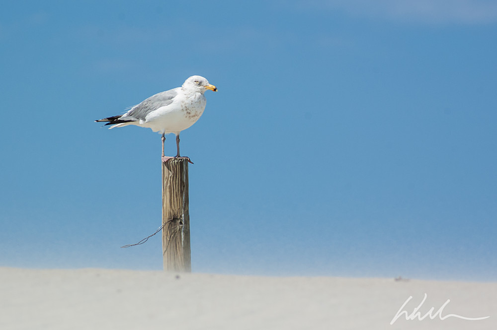DSC_0168 - Landscapes...