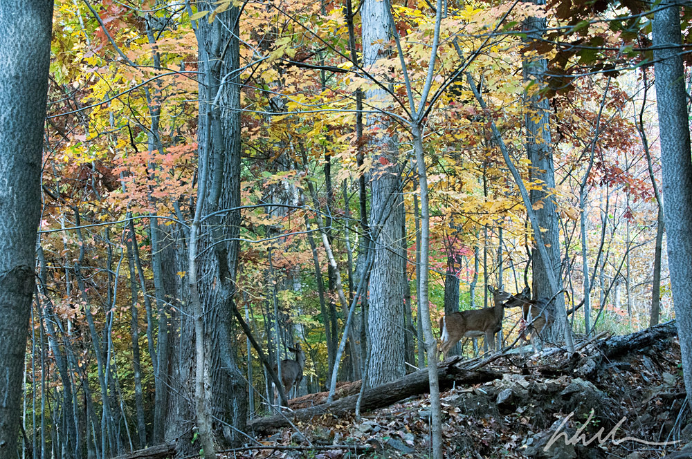 _WDB3163 - Landscapes...