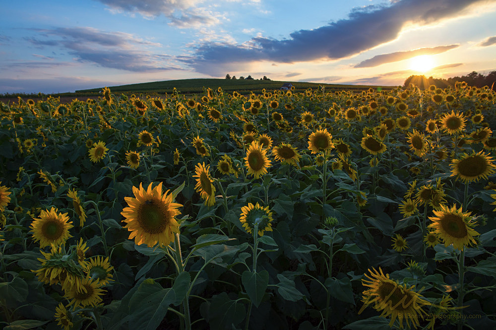 DSC_1194 - Landscapes...