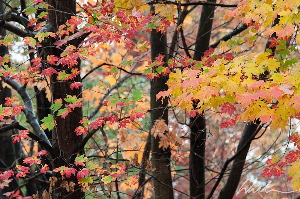 _WDB3093 - Landscapes...