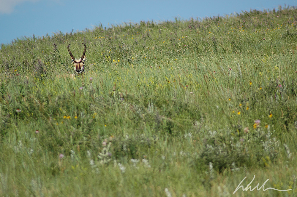 SDAntelope - Landscapes...
