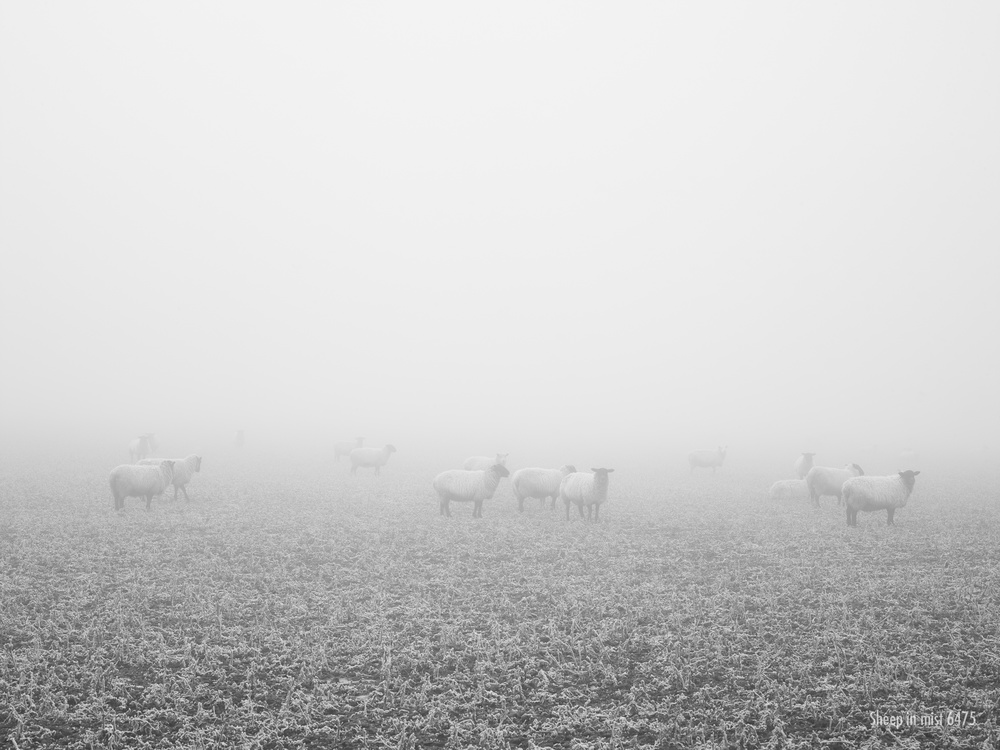 Sheep in mist (6475) - Ever Changing Light