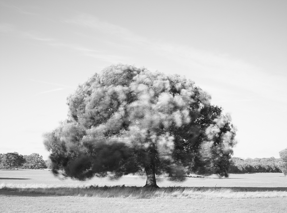 Limited edition photograph of Holkham Estate in North Norfolk titled “Windblown”