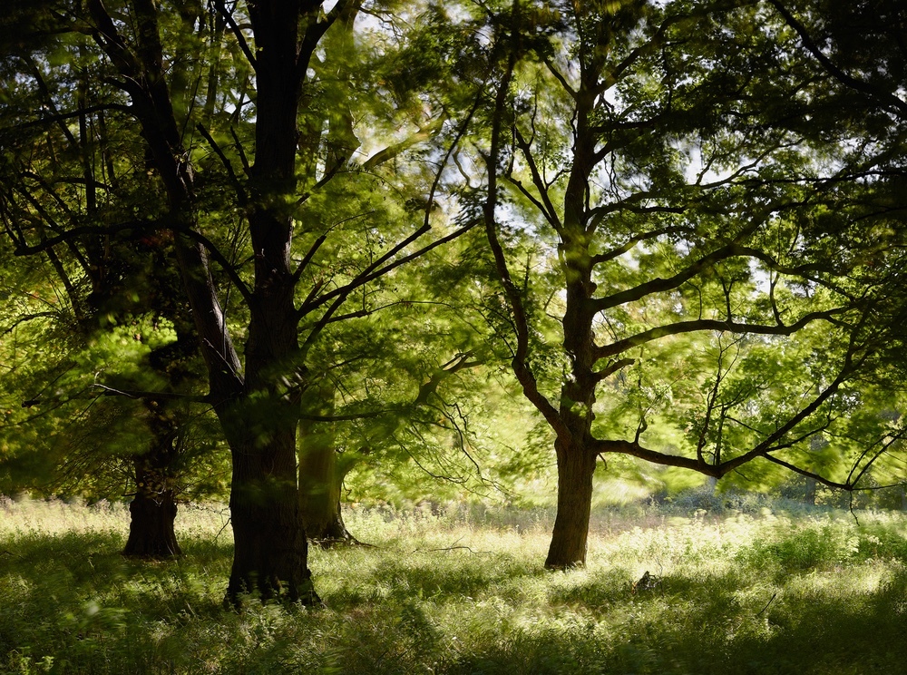 Limited edition photograph of trees at Holkham Estate in North Norfolk