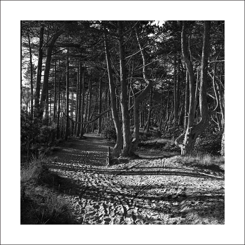 'A Walk in the Woods' Holkham Beach - New Works