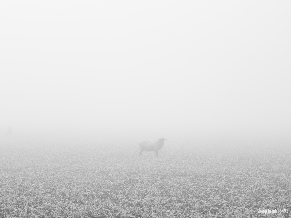 Sheep in mist (6493) - Ever Changing Light