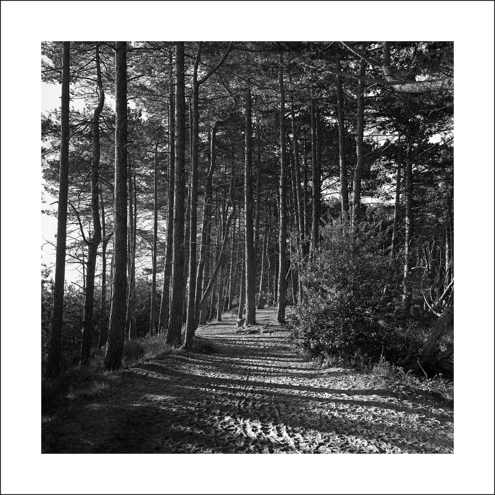 'A Walk in the Woods' Holkham Beach - New Works