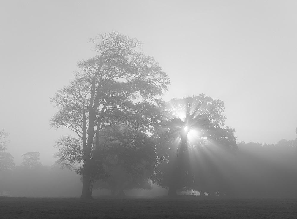 Limited edition photograph of North Norfolk, Komorebi - Holkham Estate