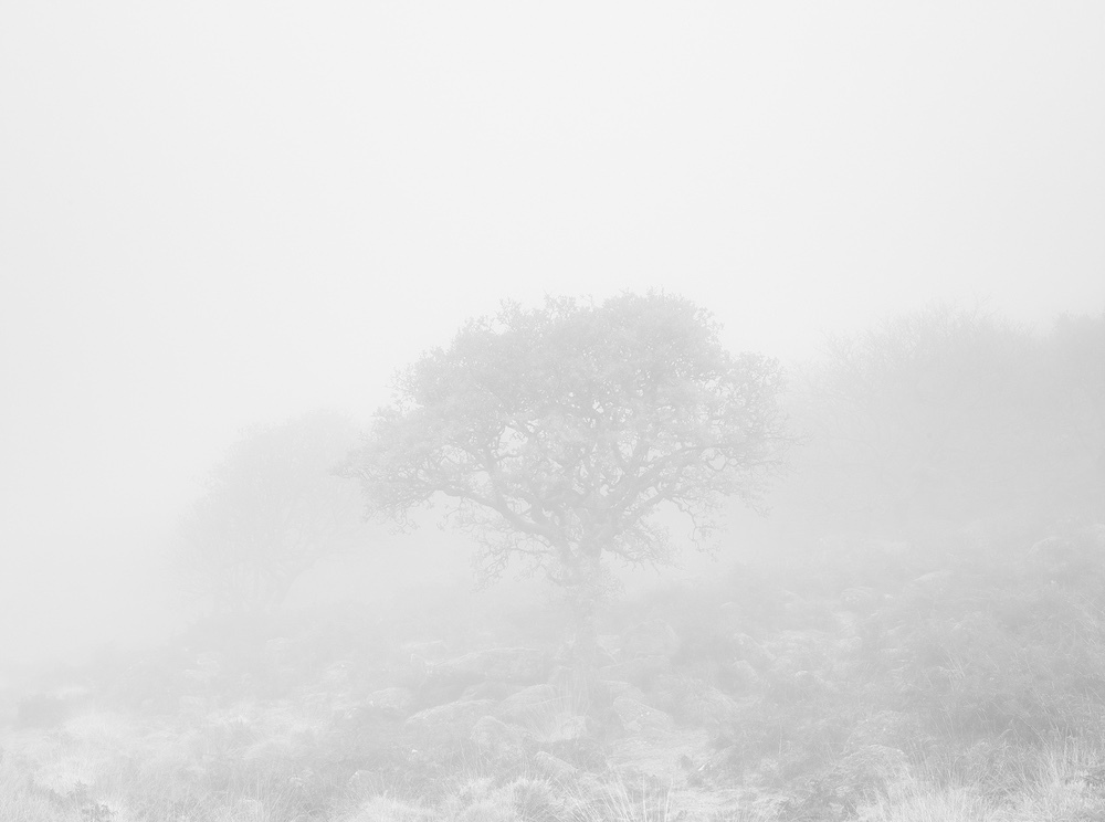 Limited edition photograph of Dartmoor fog titled “Into the Woods”