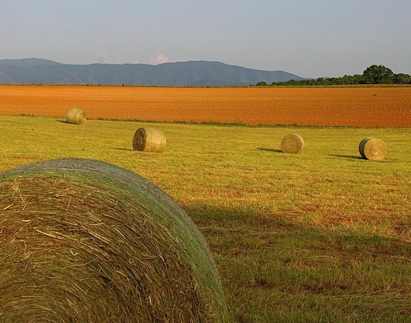 Haybails in afternoon sun - Tennessee