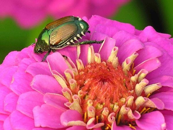  - Nature & Animals