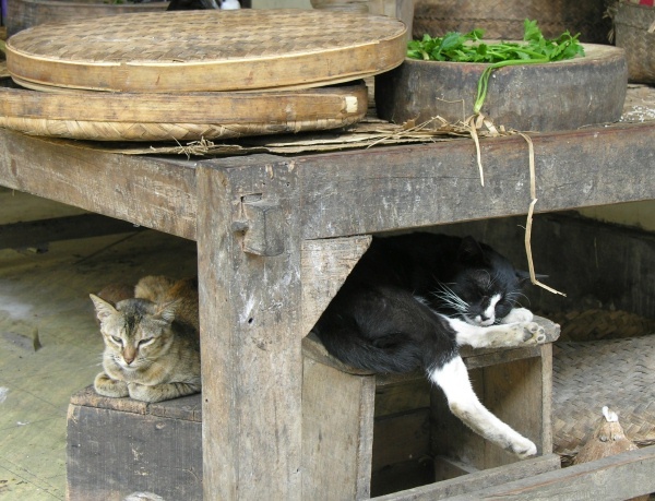 Ketut's cats - Bali