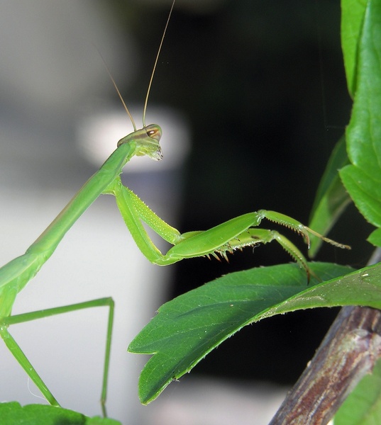  - Nature & Animals