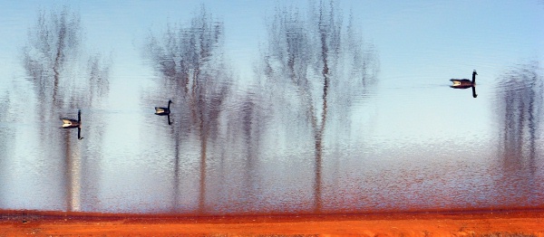  - Nature & Animals