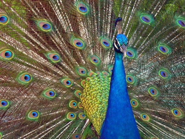  - Nature & Animals