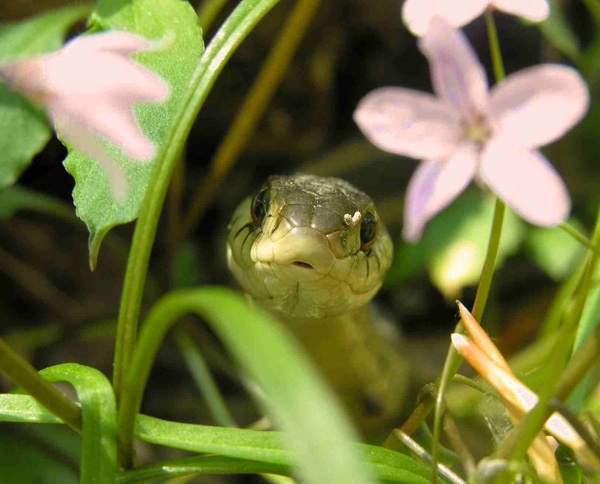  - Nature & Animals