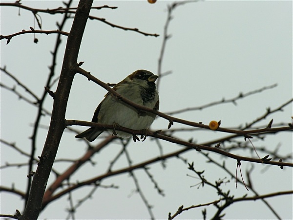 Bird & branches, Paris - Nature & Animals