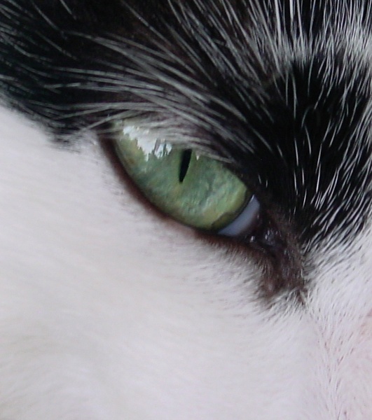  - Nature & Animals