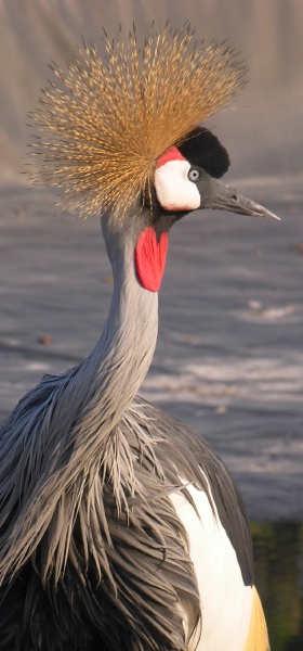  - Nature & Animals