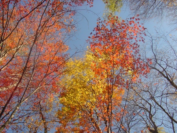 Fall Colors Tennessee - Sky, Water, Land