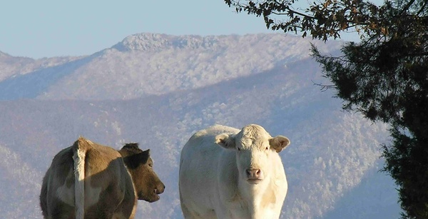  - Nature & Animals