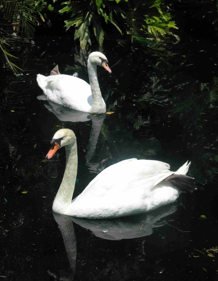  - Nature & Animals