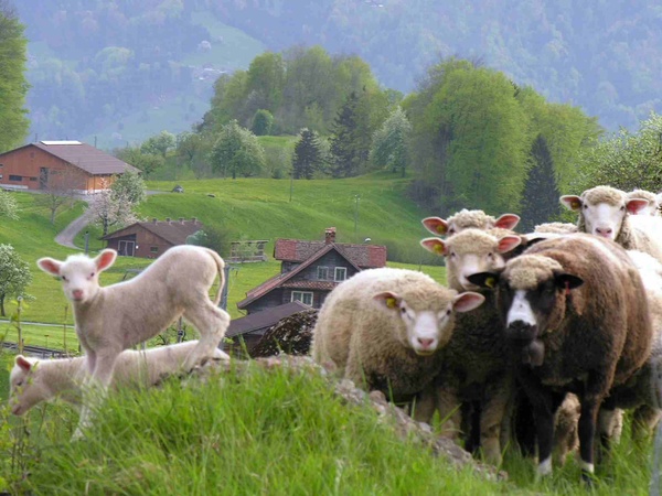  - Nature & Animals