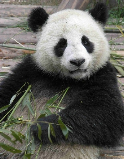 Panda, Chengdu Zoo, China - China