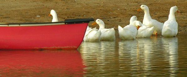  - Nature & Animals