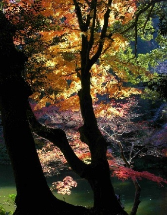  - Nature & Animals