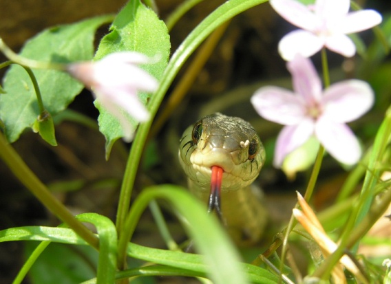  - Nature & Animals