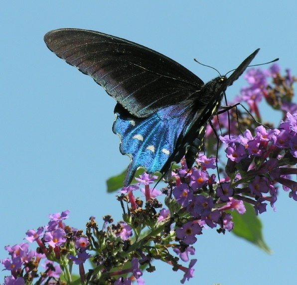  - Nature & Animals
