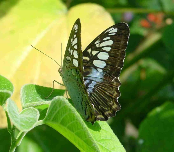  - Nature & Animals