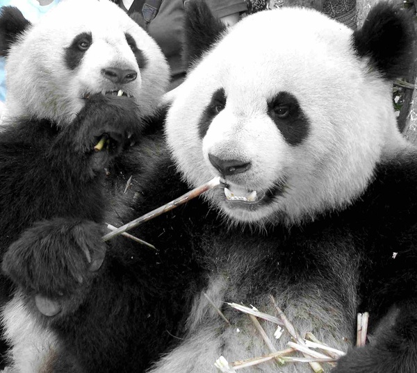Pandas, Chengdu - China
