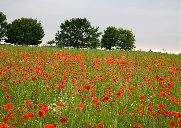 Poppies - Landscapes